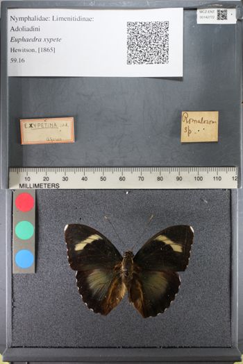 Media type: image;   Entomology 142772